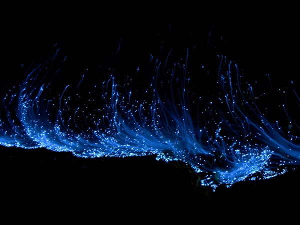 Blue Bioluminescence | Colour/ "Chroma"